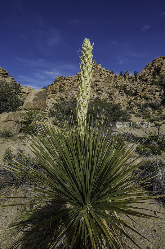 Nolina parryi, Parry Nolina，在加州约书亚树国家公园被发现。Asparagaceae。